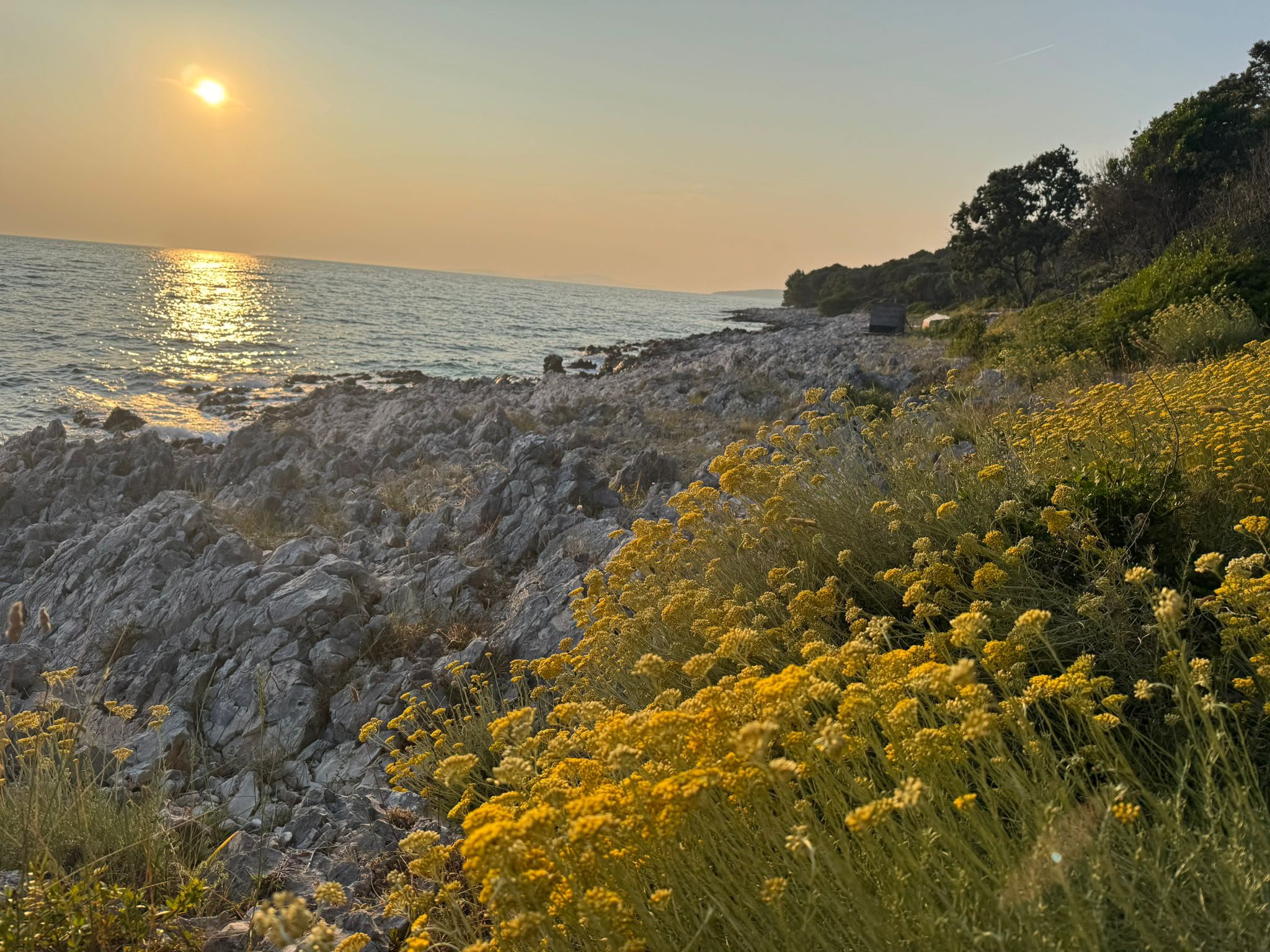 Wild smilje (Helichrysum italicum) harvested on Silba